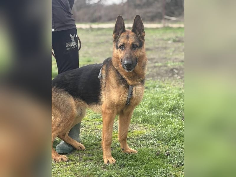 Max, schlau und schön zugleich