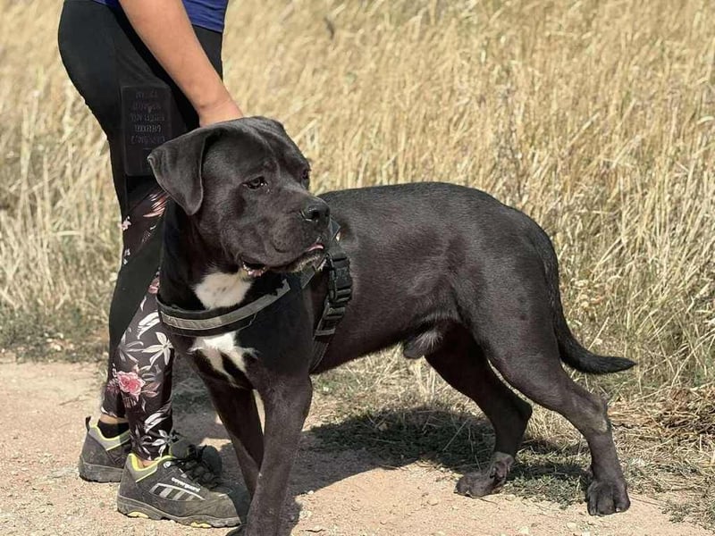 Lenox – Sanfter Riese mit Herz auf vier Pfoten