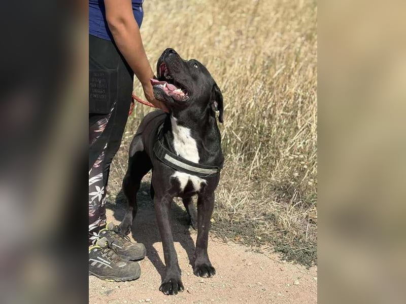 Lenox – Sanfter Riese mit Herz auf vier Pfoten