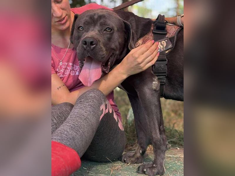 Lenox – Sanfter Riese mit Herz auf vier Pfoten