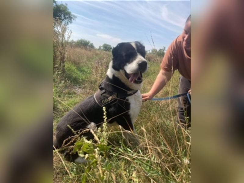 ZORRO 2 – UNSER „RIESENBABY“ SUCHT EIN LIEBEVOLLES ZUHAUSE