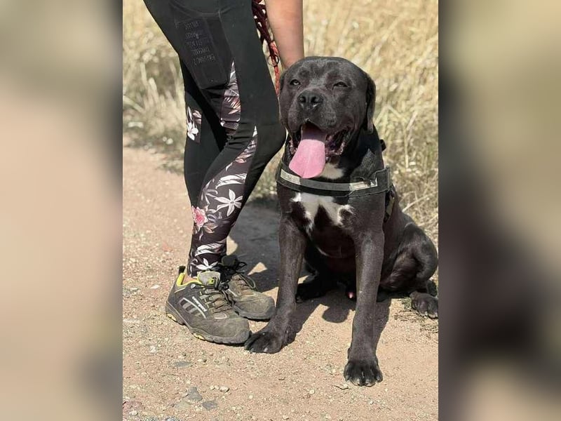 Lenox – Sanfter Riese mit Herz auf vier Pfoten