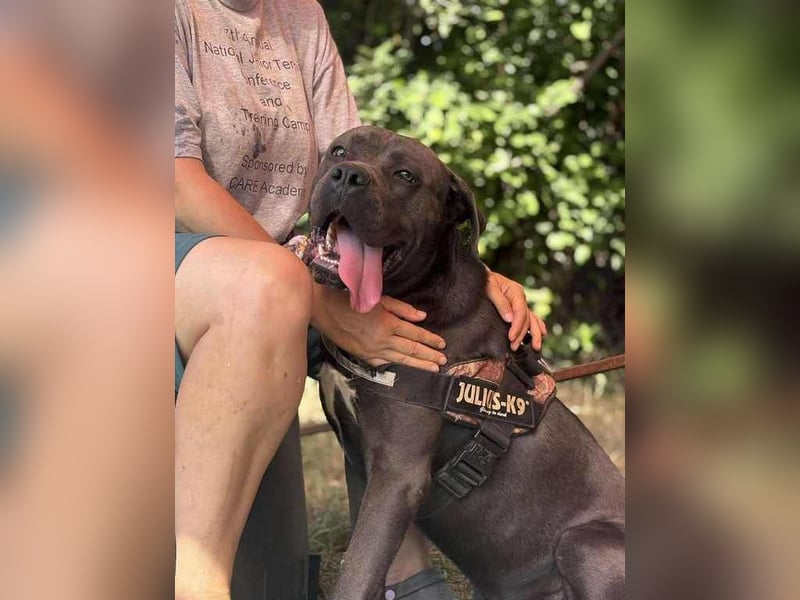 Lenox – Sanfter Riese mit Herz auf vier Pfoten