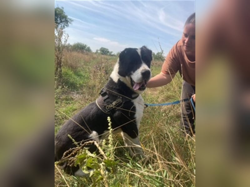 ZORRO 2 – UNSER „RIESENBABY“ SUCHT EIN LIEBEVOLLES ZUHAUSE