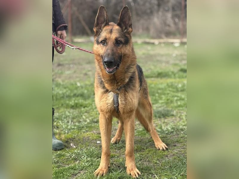 Max, schlau und schön zugleich