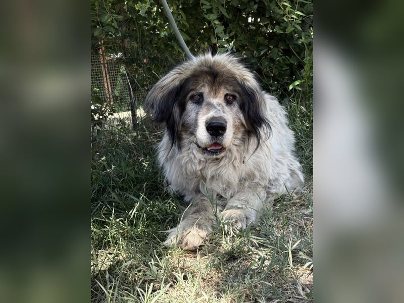 Bernat-KK – Ein Hundeopa mit großem Herz sucht seinen würdigen Lebensabend
