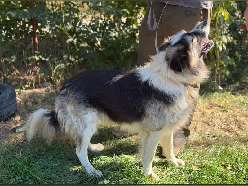 Pongor KK – Ein charakterstarker Herzenshund mit großem Potenzial ❤️