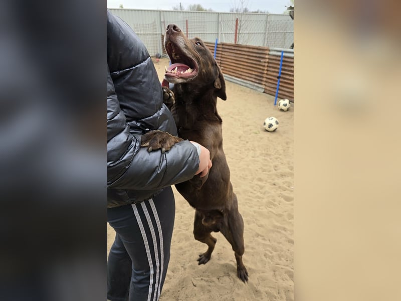 Bruno KK– auf der Suche nach seinem Glück 