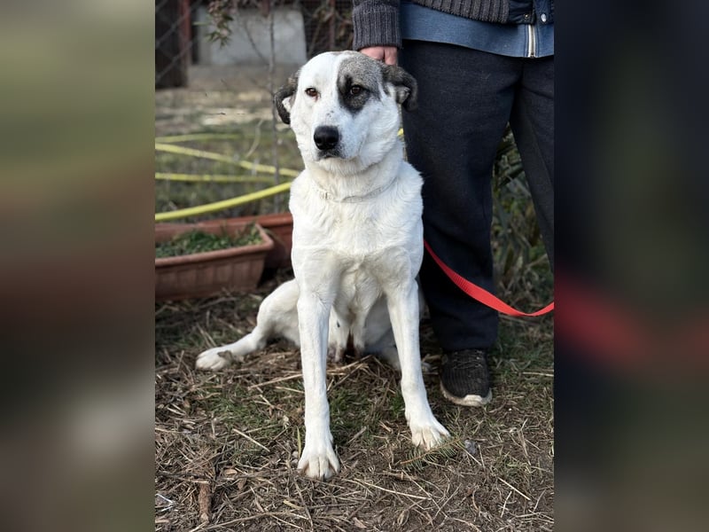 ZELA (KK) – liebevolle Hundedame sucht ihre Menschen