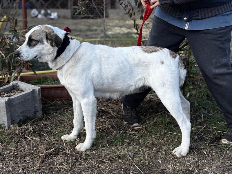 ZELA (KK) – liebevolle Hundedame sucht ihre Menschen