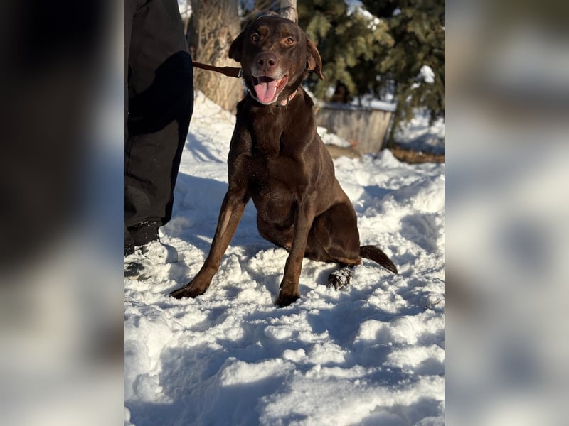 Bruno KK– auf der Suche nach seinem Glück 