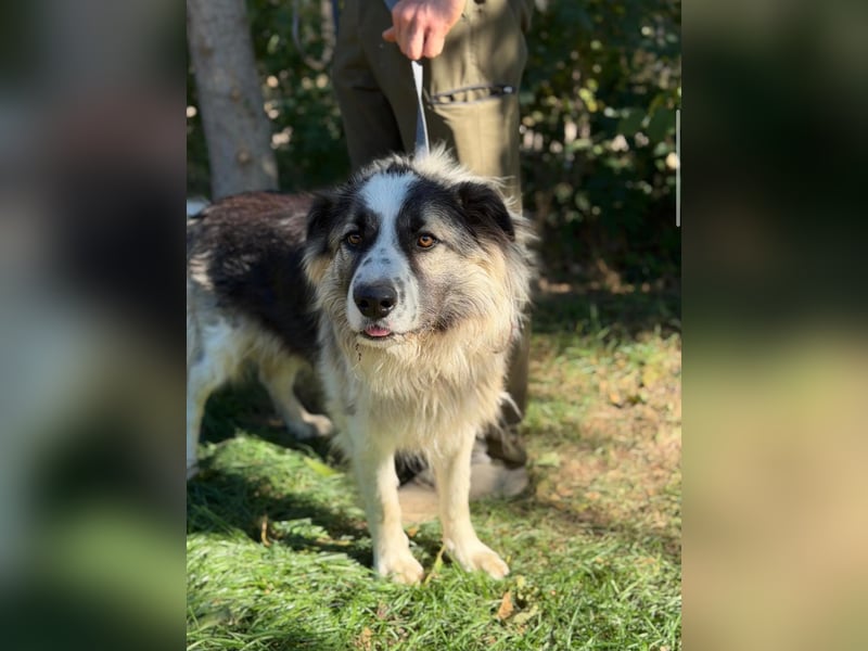Pongor KK – Ein charakterstarker Herzenshund mit großem Potenzial ❤️
