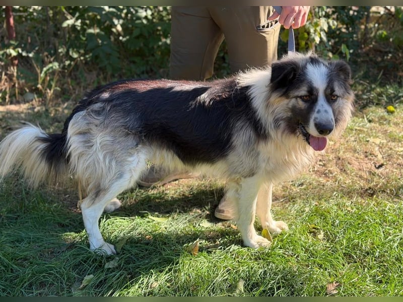 Pongor KK – Ein charakterstarker Herzenshund mit großem Potenzial ❤️