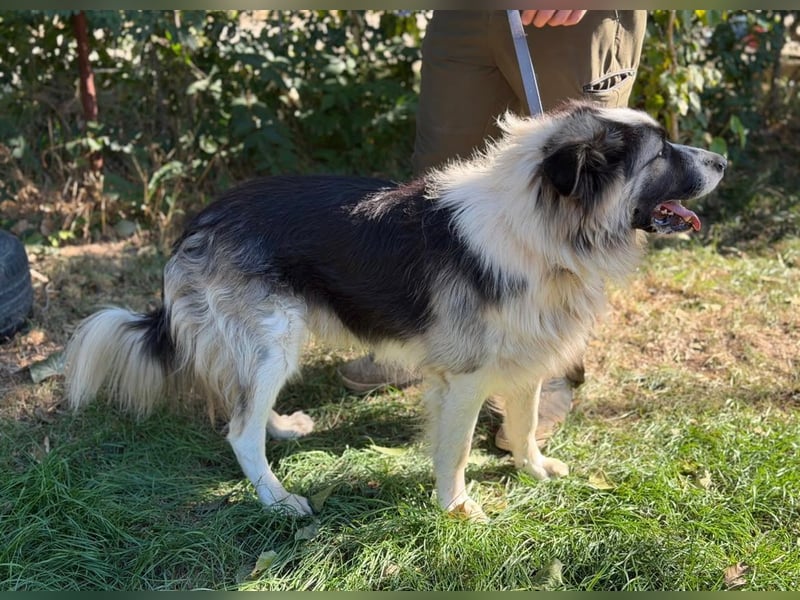 Pongor KK – Ein charakterstarker Herzenshund mit großem Potenzial ❤️