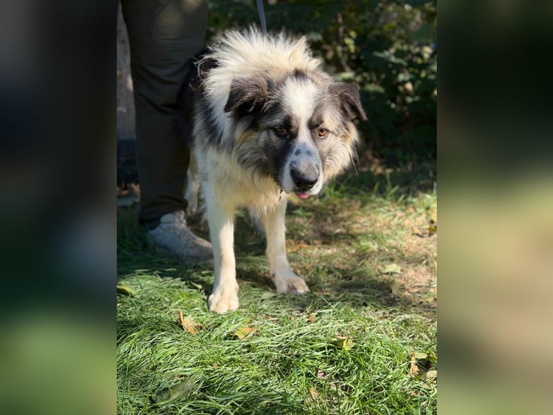 Pongor KK – Ein charakterstarker Herzenshund mit großem Potenzial ❤️