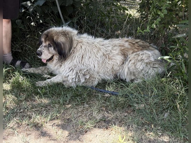 Bernat-KK – Ein Hundeopa mit großem Herz sucht seinen würdigen Lebensabend