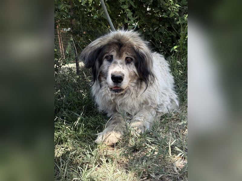 Bernat-KK – Ein Hundeopa mit großem Herz sucht seinen würdigen Lebensabend