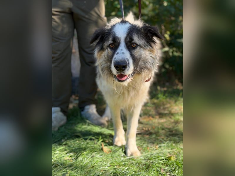 Pongor KK – Ein charakterstarker Herzenshund mit großem Potenzial ❤️