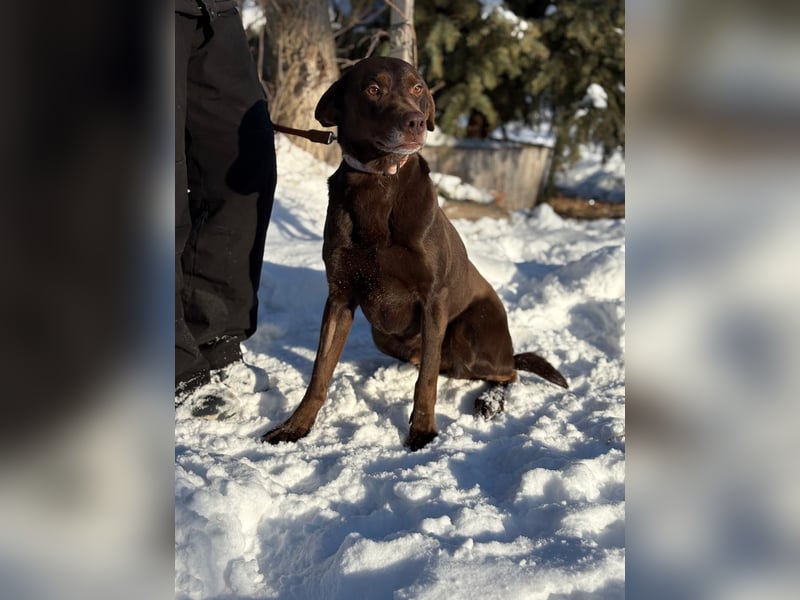 Bruno KK– auf der Suche nach seinem Glück 