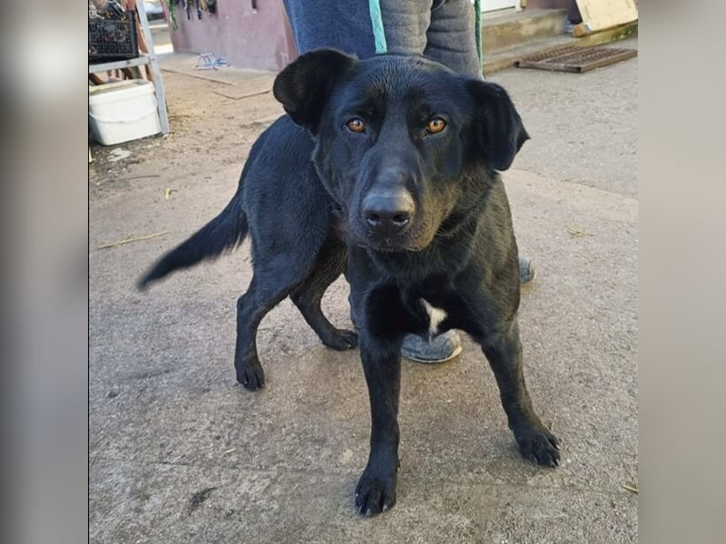Leontin-KK - Fundhund möchte noch einmal gefunden werden
