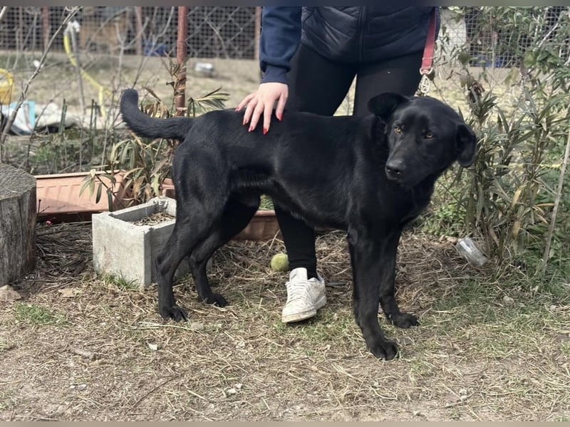 Leontin-KK - Fundhund möchte noch einmal gefunden werden