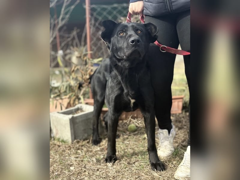 Leontin-KK - Fundhund möchte noch einmal gefunden werden