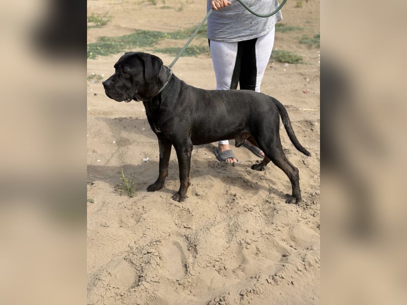 Baldur KK – Süßer Bursche mit sanftem Herz sucht Anschluss ❤️