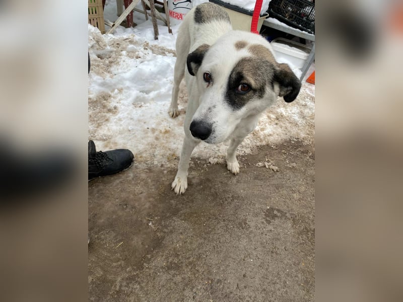 ZELA (KK) – liebevolle Hundedame sucht ihre Menschen