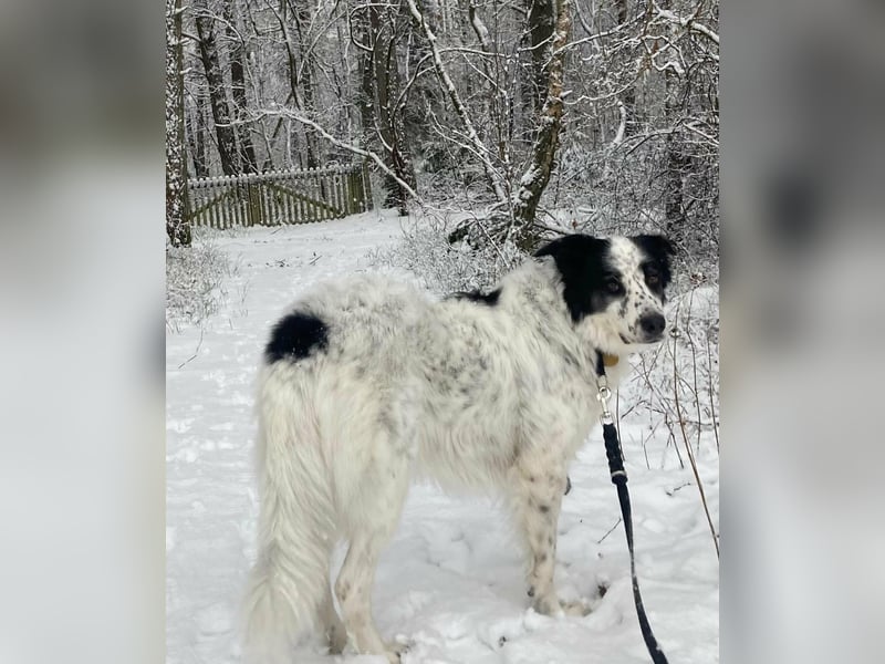 Lykke - aktive + liebevolle Schmusehündin wartet in PLZ 21244