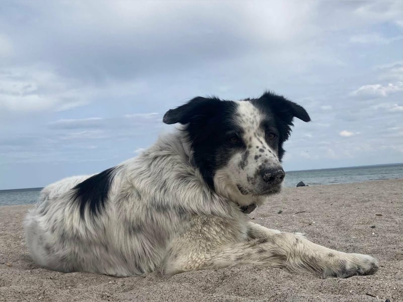 Lykke - aktive + liebevolle Schmusehündin wartet in PLZ 21244