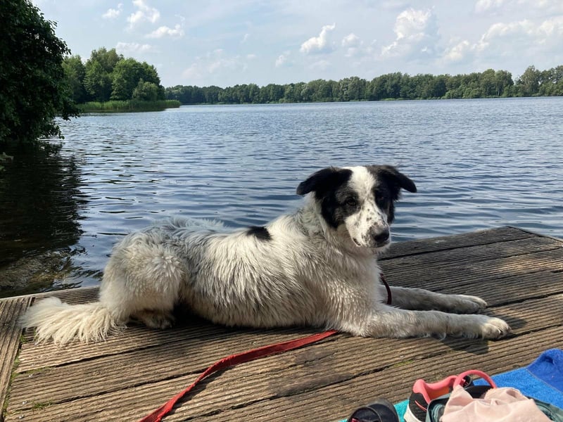 Lykke - aktive + liebevolle Schmusehündin wartet in PLZ 21244