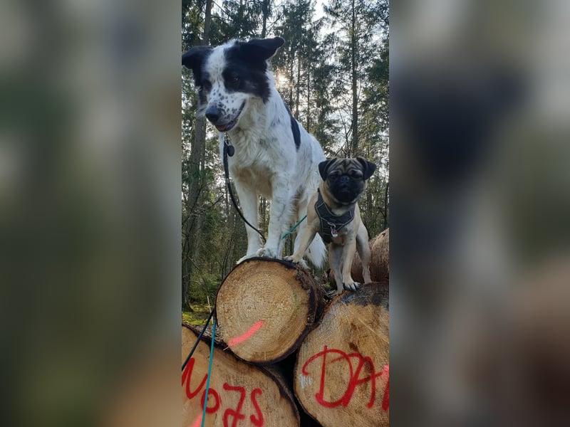 Lykke - aktive + liebevolle Schmusehündin wartet in PLZ 21244