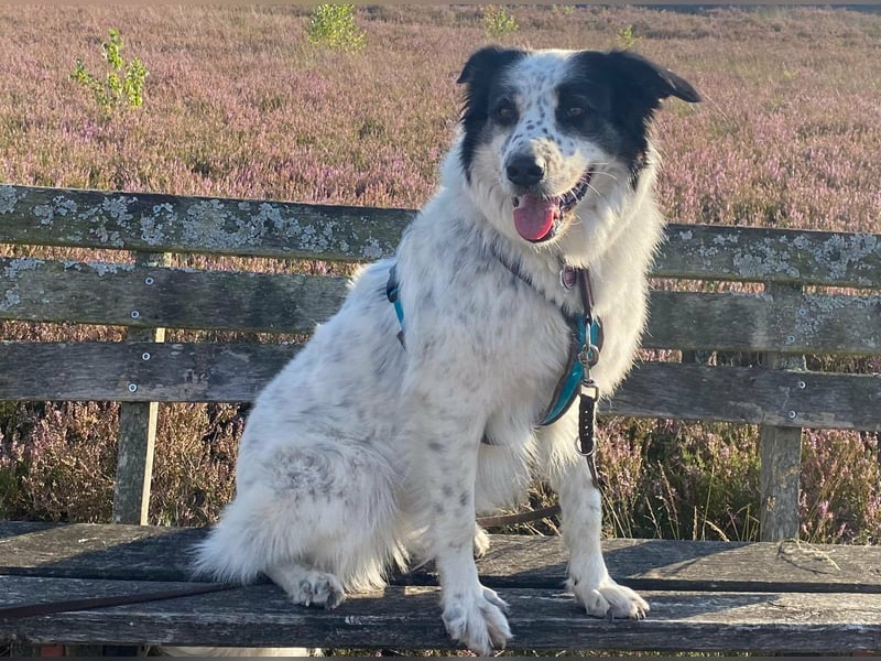 Lykke - aktive + liebevolle Schmusehündin wartet in PLZ 21244