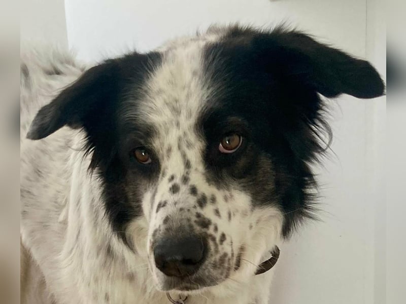 Lykke - aktive + liebevolle Schmusehündin wartet in PLZ 21244