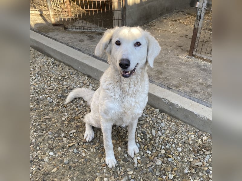 IVORY, Herdenschutzhündin, sucht Zuhause