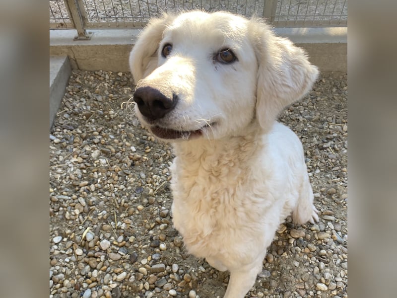 IVORY, Herdenschutzhündin, sucht Zuhause