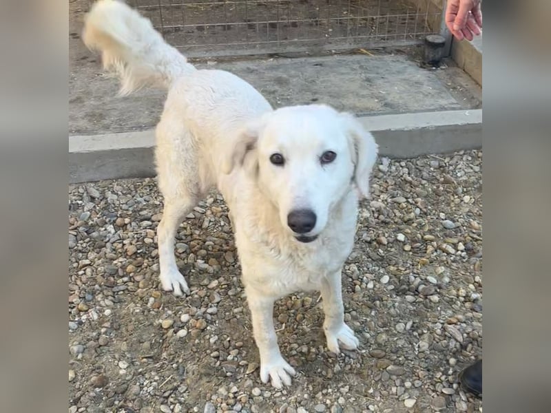 IVORY, Herdenschutzhündin, sucht Zuhause