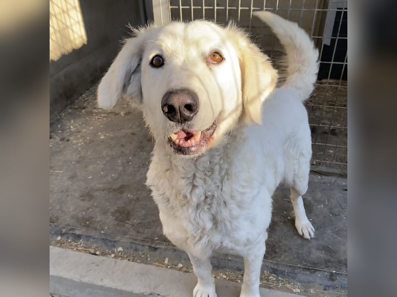 IVORY, Herdenschutzhündin, sucht Zuhause