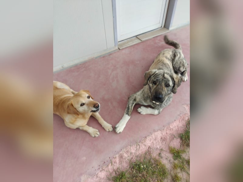Hund Rüde Tierschutz Bundesweite Vermittlung