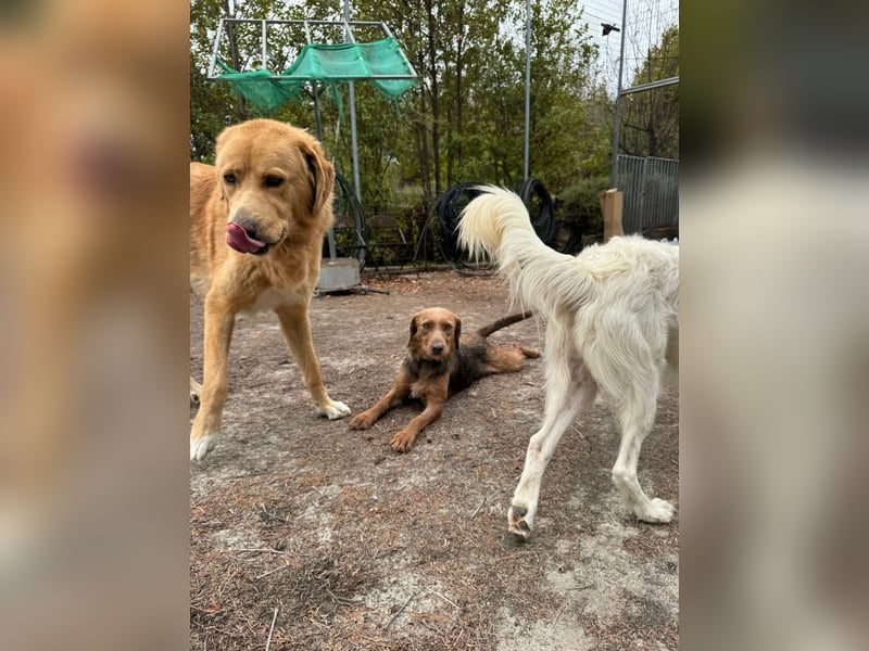 Hund Rüde Kastriert Bundesweite Vermittlung Tierschutz