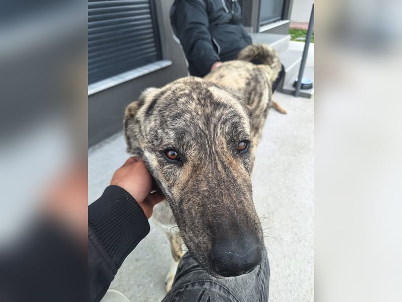 Hund Rüde Tierschutz Bundesweite Vermittlung