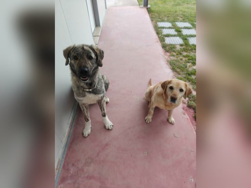Hund Rüde Tierschutz Bundesweite Vermittlung