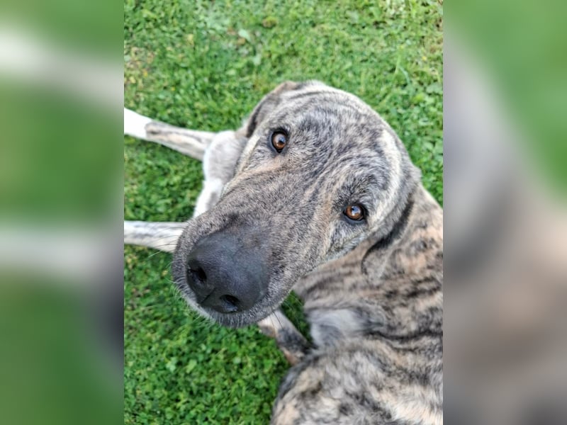 Hund Rüde Tierschutz Bundesweite Vermittlung