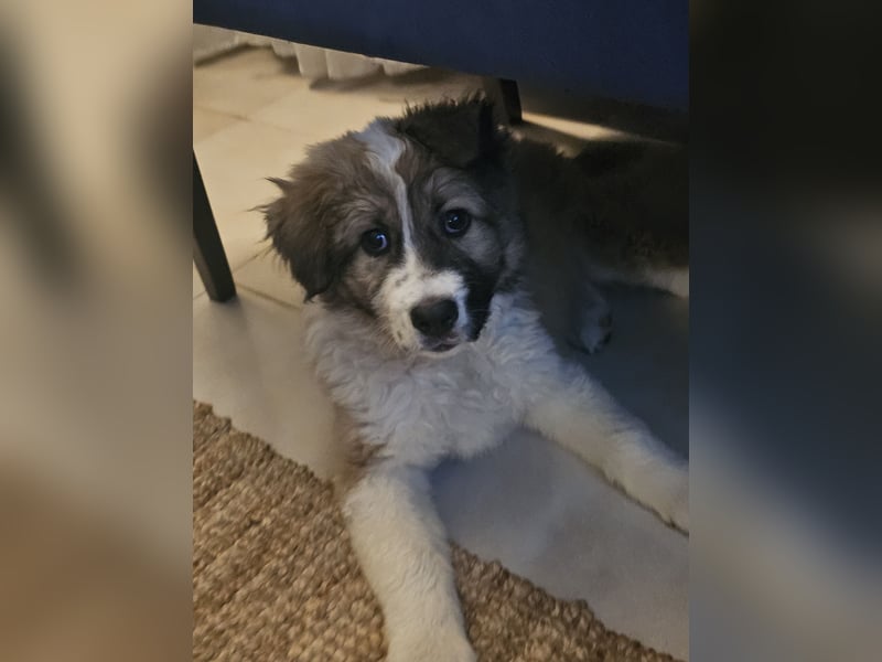 Hund Rüde Welpe Tierschutz Bundesweite Vermittlung