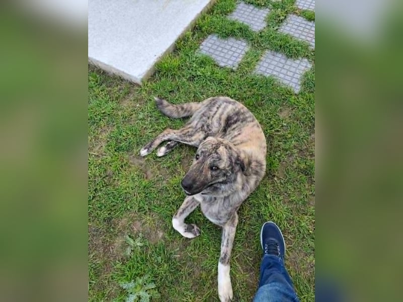 Hund Rüde Tierschutz Bundesweite Vermittlung