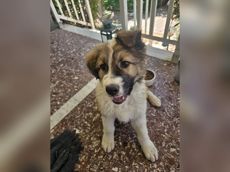 Hund Rüde Welpe Tierschutz Bundesweite Vermittlung