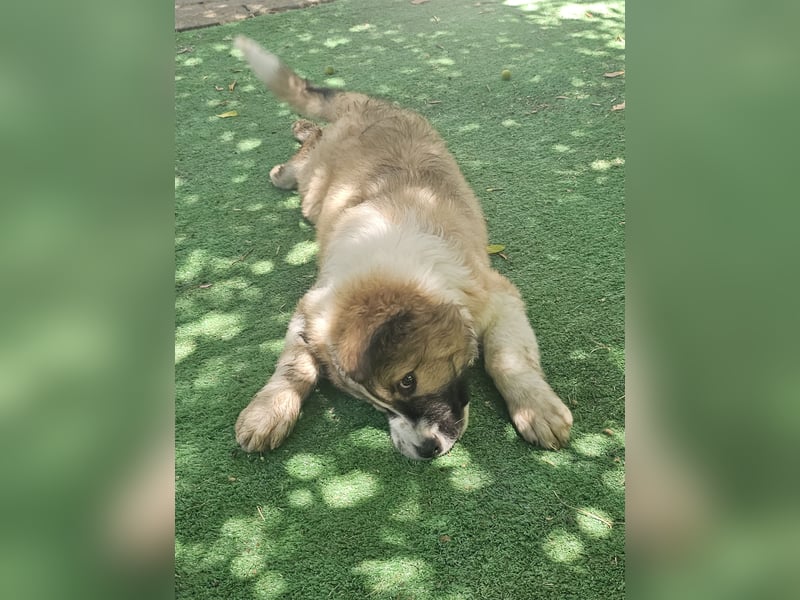 Hund Rüde Welpe Tierschutz Bundesweite Vermittlung