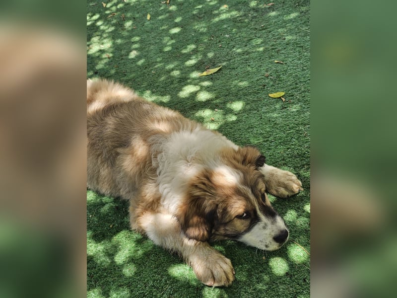 Hund Rüde Welpe Tierschutz Bundesweite Vermittlung