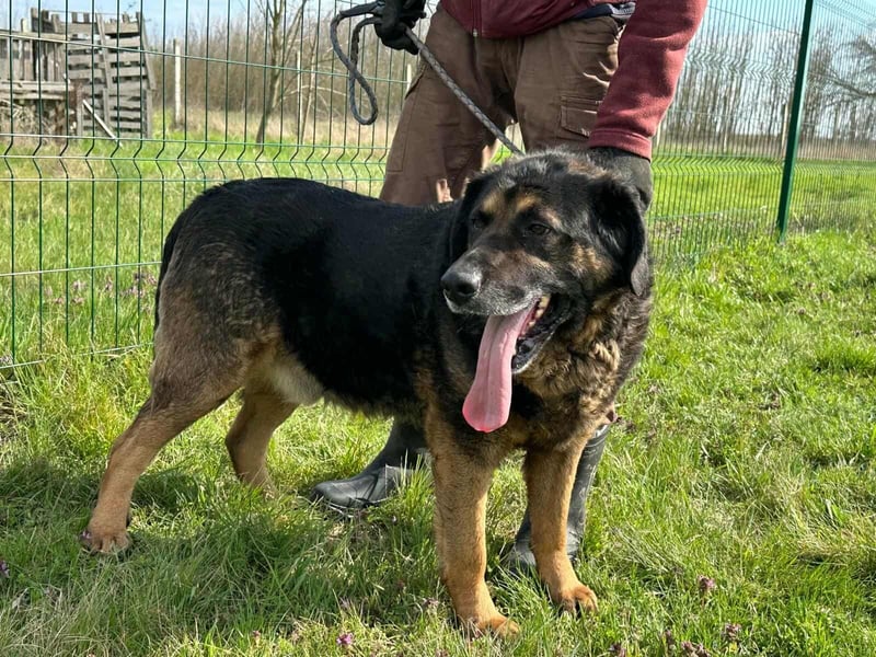 Milka, geboren 01.08.2017, 65cm sucht sicheres Körbchen