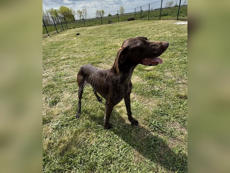 Mendi, geb. 06.2022 sucht ihre liebevollen Menschen